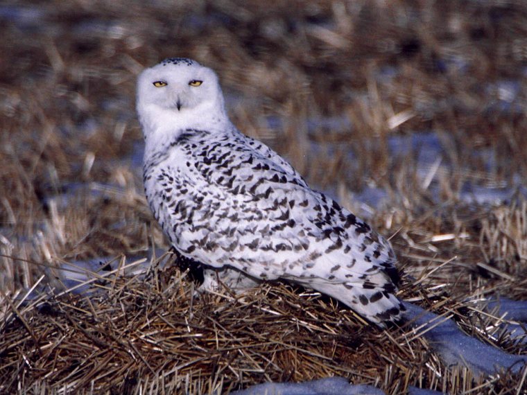 Snowy Owl