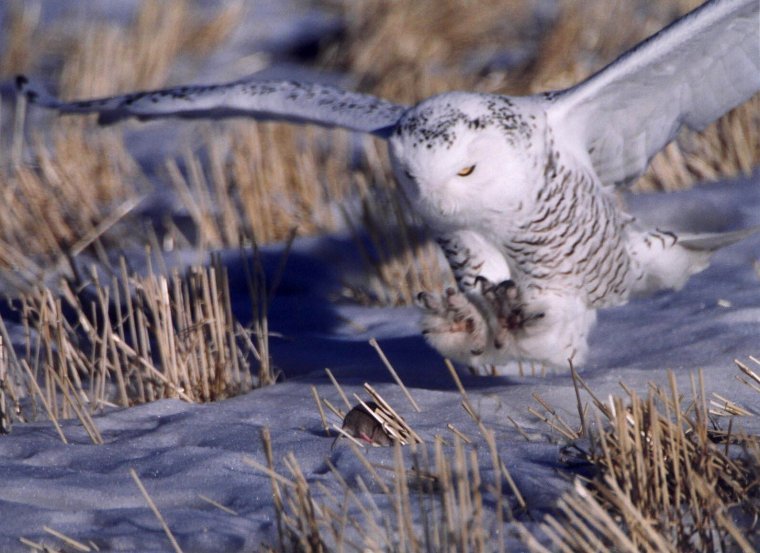 Snowy Owl