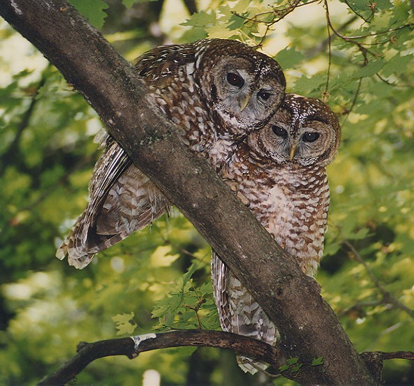 Spotted Owl