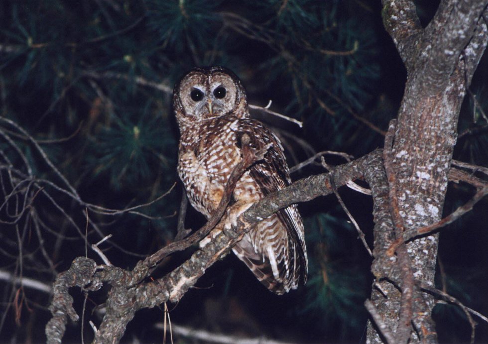 Spotted Owl