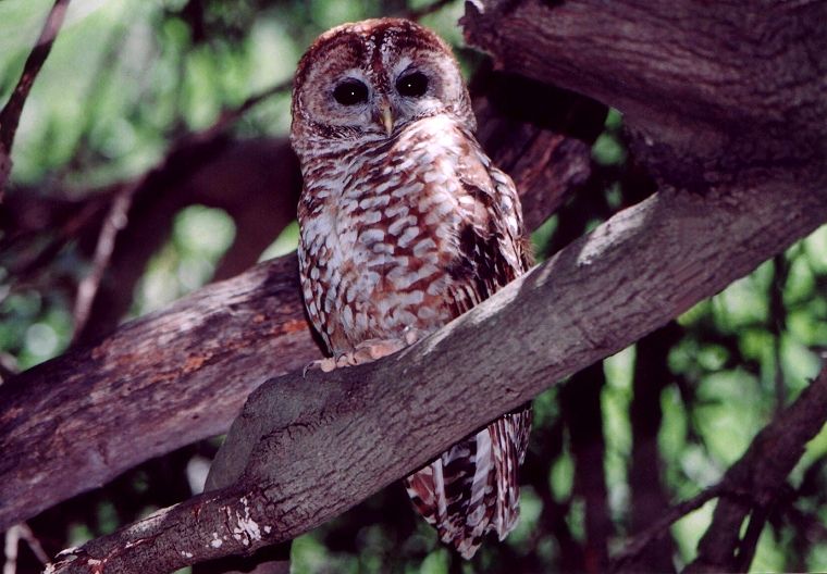 Spotted Owl