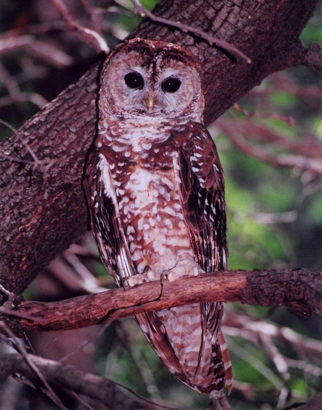 Spotted Owl