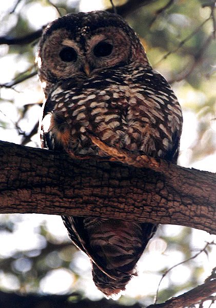 Spotted Owl