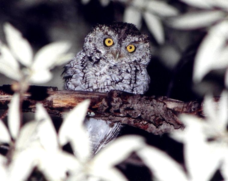 Whiskered Screech-Owl