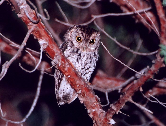 Whiskered Screech-Owl