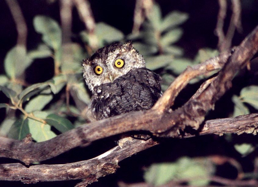 Whiskered Screech-Owl