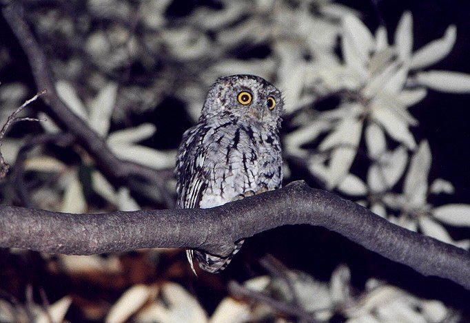 Whiskered Screech-Owl