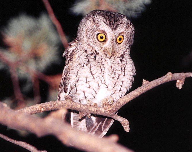 Whiskered Screech-Owl
