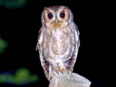 Balsas Screech-Owl