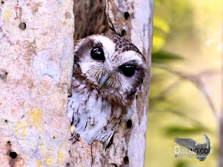 Bare-legged Owl