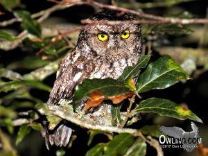 Bearded Screech-Owl