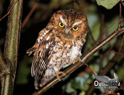 The Owls of Chiapas