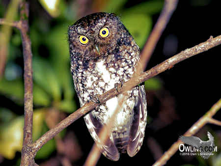 Bearded Screech-Owl