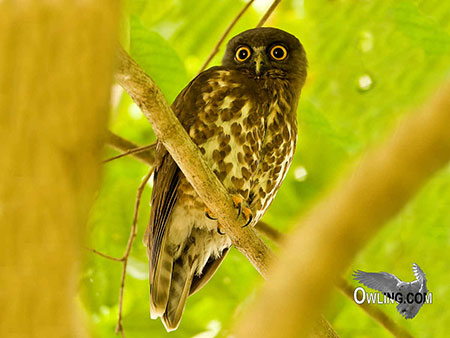 Brown Hawk Owl