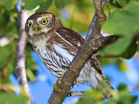 Cape Pygmy Owl Cape Pygmy-Owl