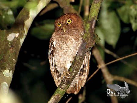 Choco Screech-Owl