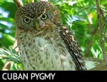 Cuban Pygmy-Owl