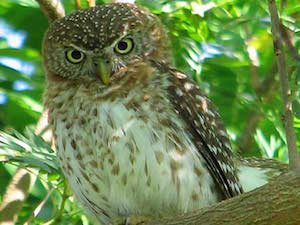 Cuban Pygmy Owl