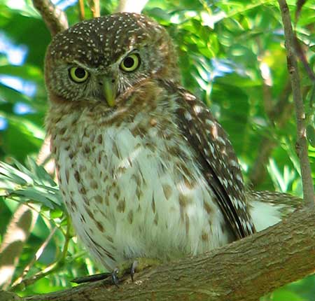 Cuban Pygmy Owl