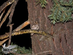 Flammulated Owl