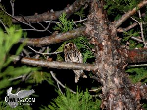 Flammulated Owl