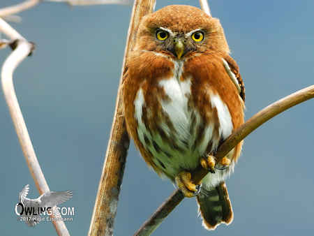 Guatemalan Pygmy-Owl