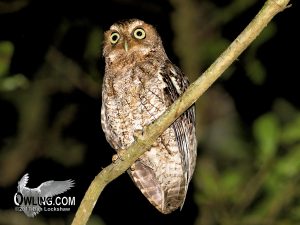Guatemalan Screech-Owl