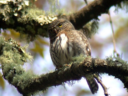 Mountain Pygmy-Owl