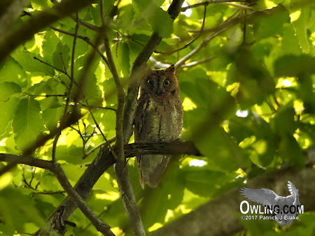Oriental Scops-Owl
