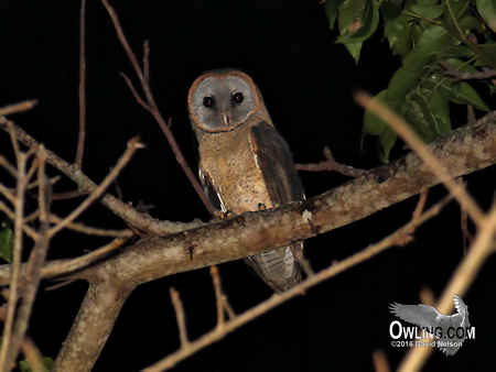 Ashy-faced Owl