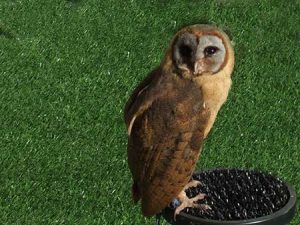 Ashy Faced Owl