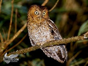 Bare Shanked Screech-Owl