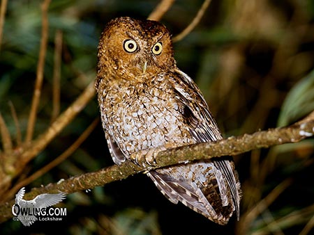 Bare-shanked Screech Owl