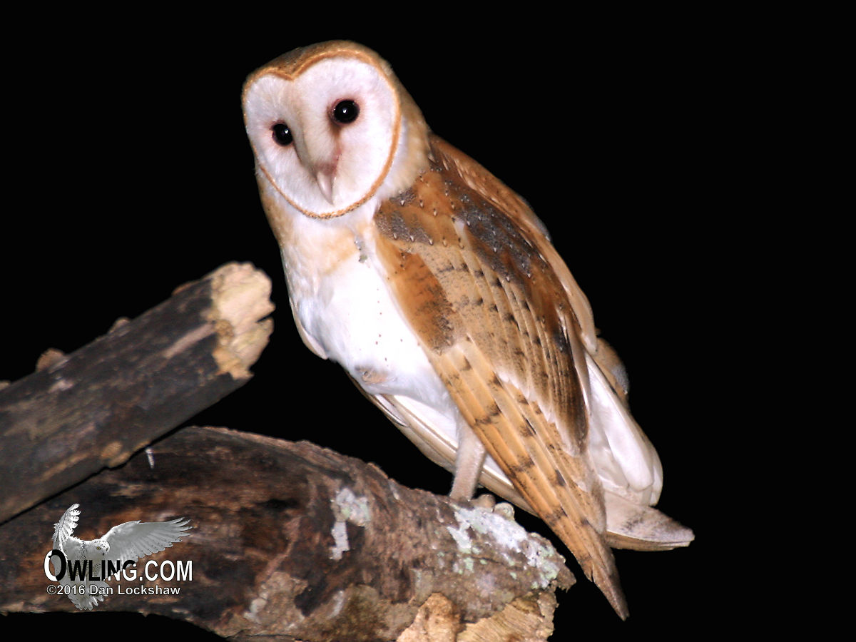 Barn-Owl