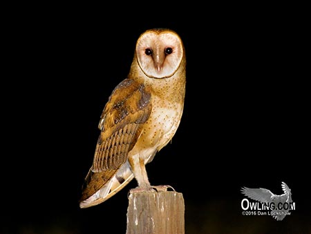 American Barn Owl Barn-Owl