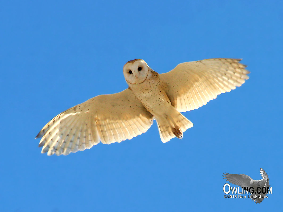 Barn Owl