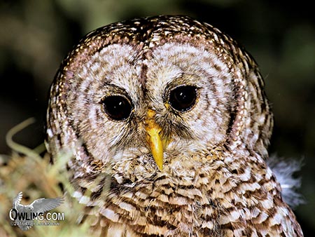 Barred Owl