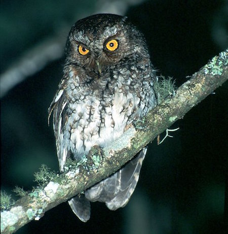 bearded-screech450 Bearded Screech-Owl