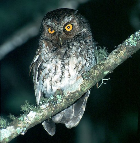 Bearded Screech-Owl