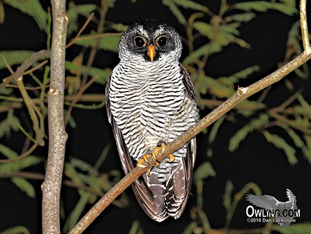 Black-and-white Owl