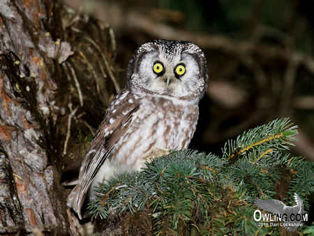 Checklist of North American Owls