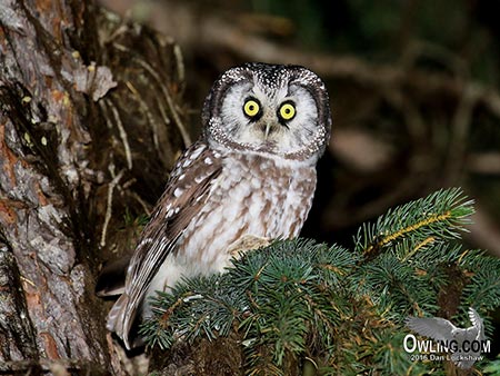 Boreal Owl