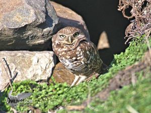 burrowing owl