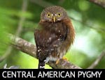 Central American Pygmy-Owl