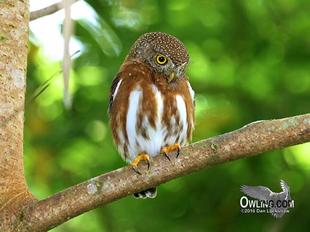 Central American Pygmy-Owl