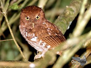 Choco Screech owl