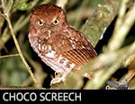 Choco Screech-Owl
