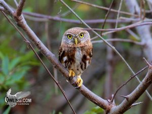 Colima Pygmy Owl