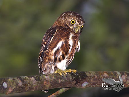 Costa Rican Pygmy-Owl