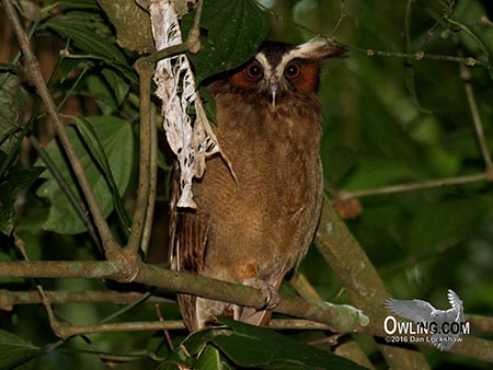 crested-owl450 Crested Owl